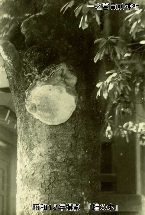 Kaeru_no_ki_showa18nen